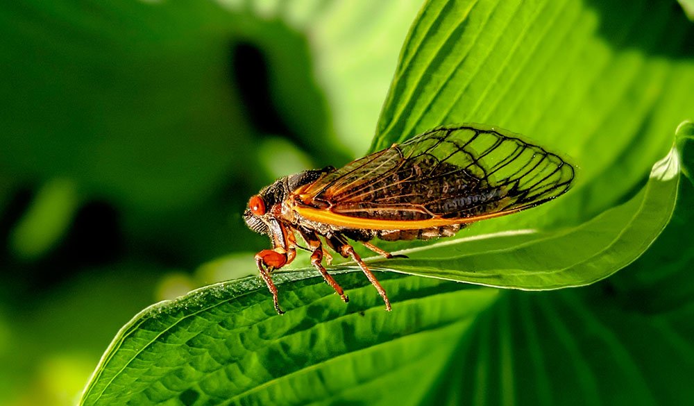Canto Delle Cicale Significato