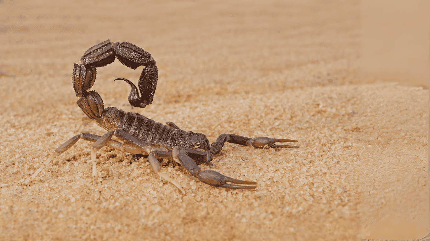 Scorpioni in Italia