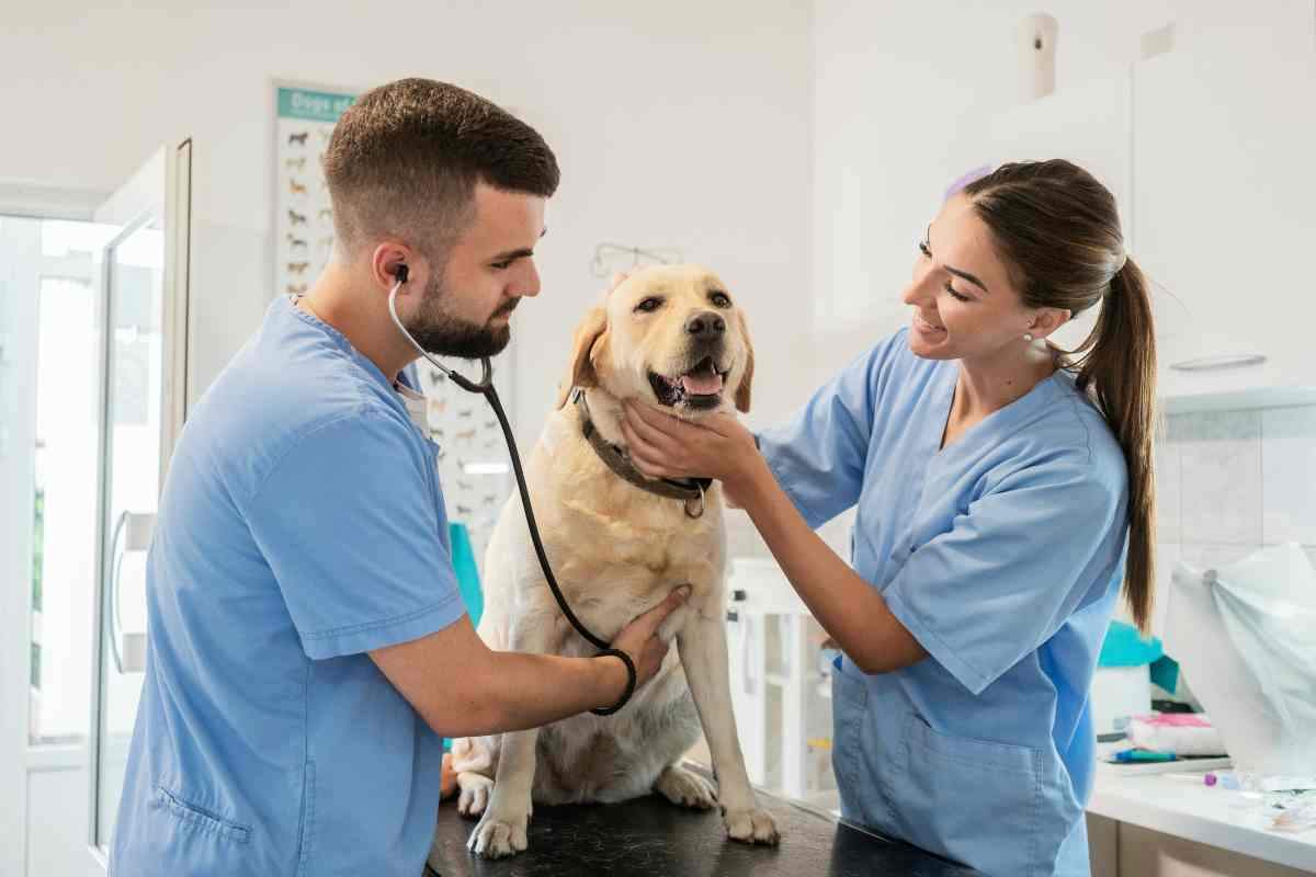 Spese veterinarie ammesse alla detrazione in dichiarazione