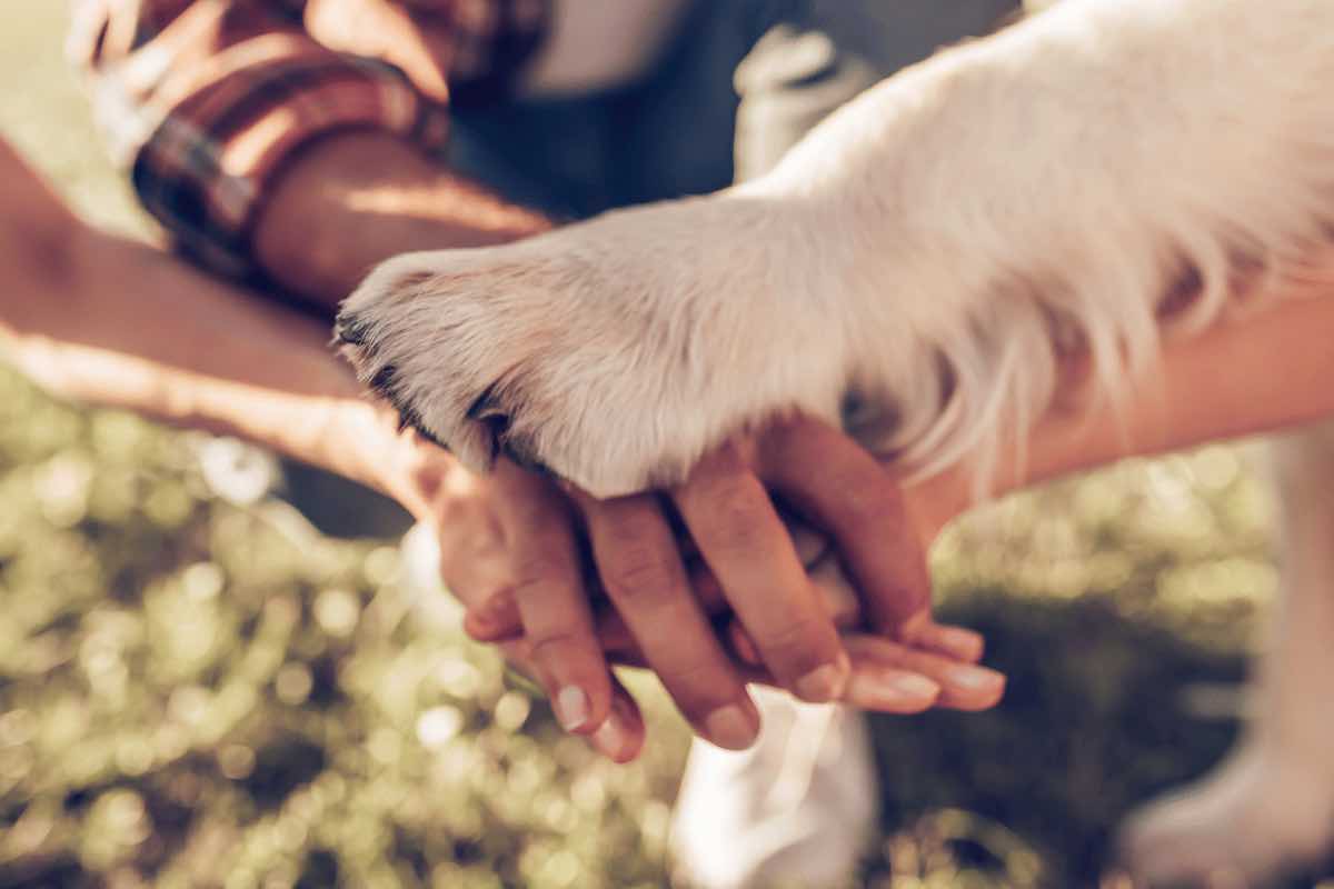 Animali domestici stato di famiglia